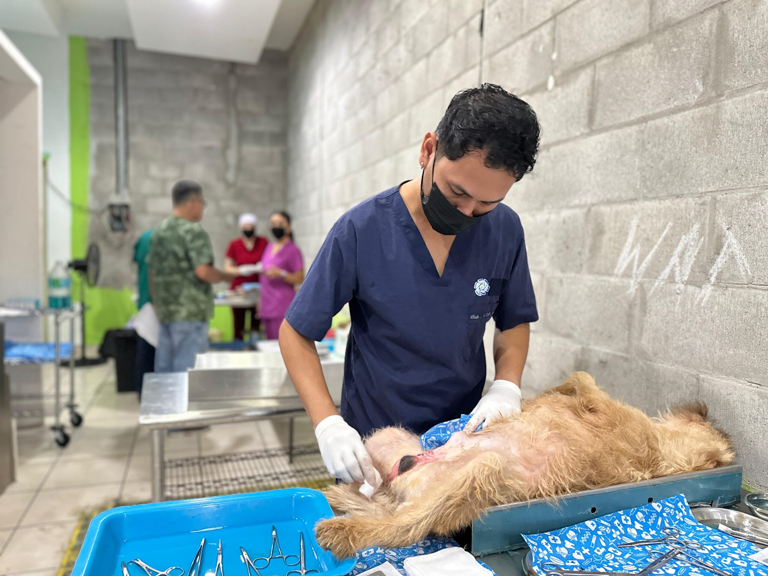 Lee más sobre el artículo Mazatlán Supera Meta. Castran a más de 200 Animales Entre Perros y Gatos