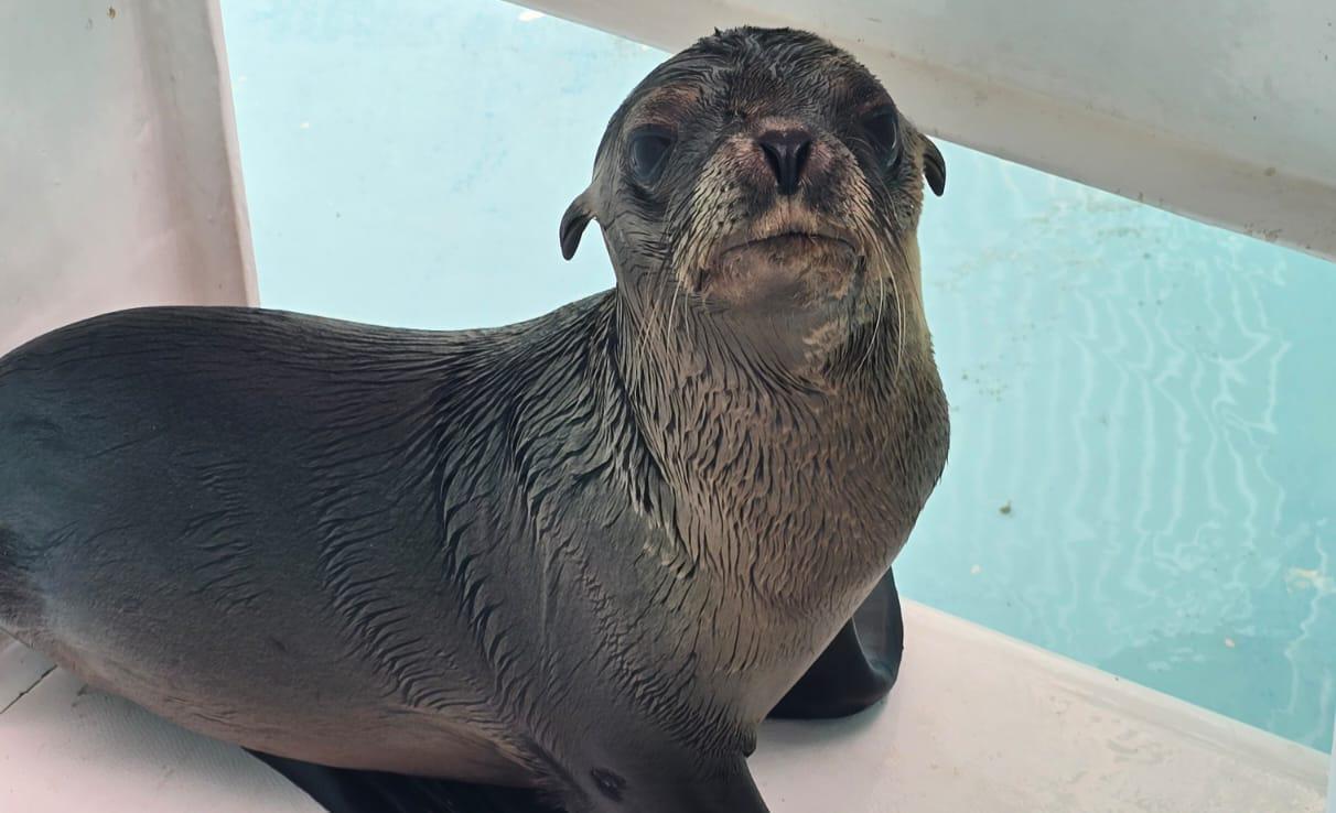 En este momento estás viendo Gran Acuario Rescata a Lobita Marina.