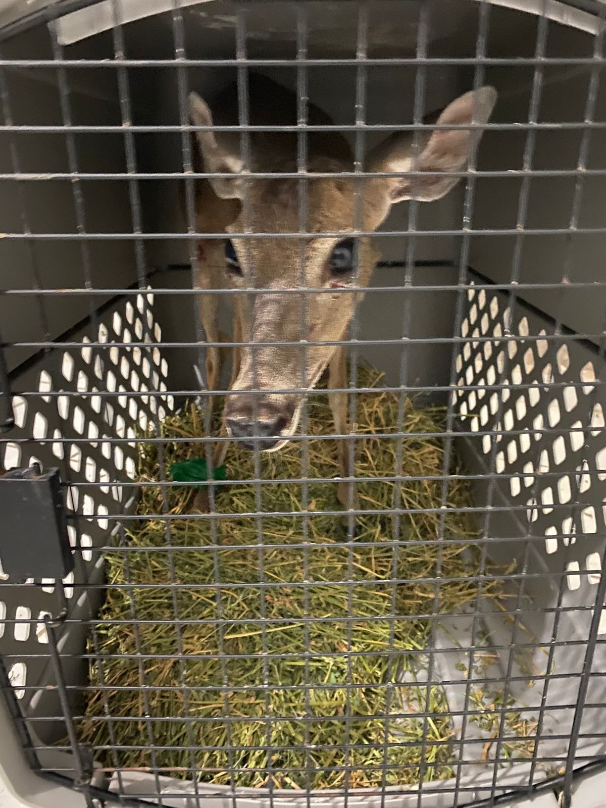Lee más sobre el artículo Gran Acuario Mazatlán Atiende a Venadita Herida que Rescataron unos jóvenes.