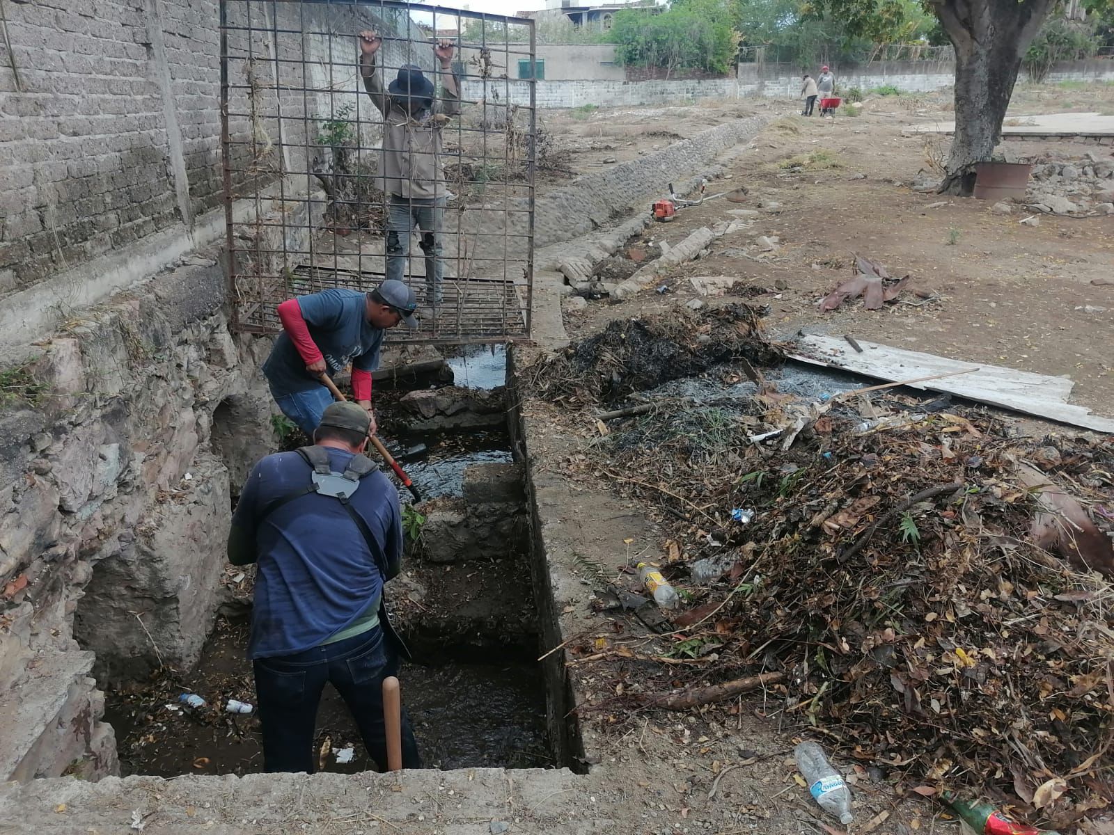 Lee más sobre el artículo Ayuntamiento de Rosario realiza limpieza y desazolve de canales