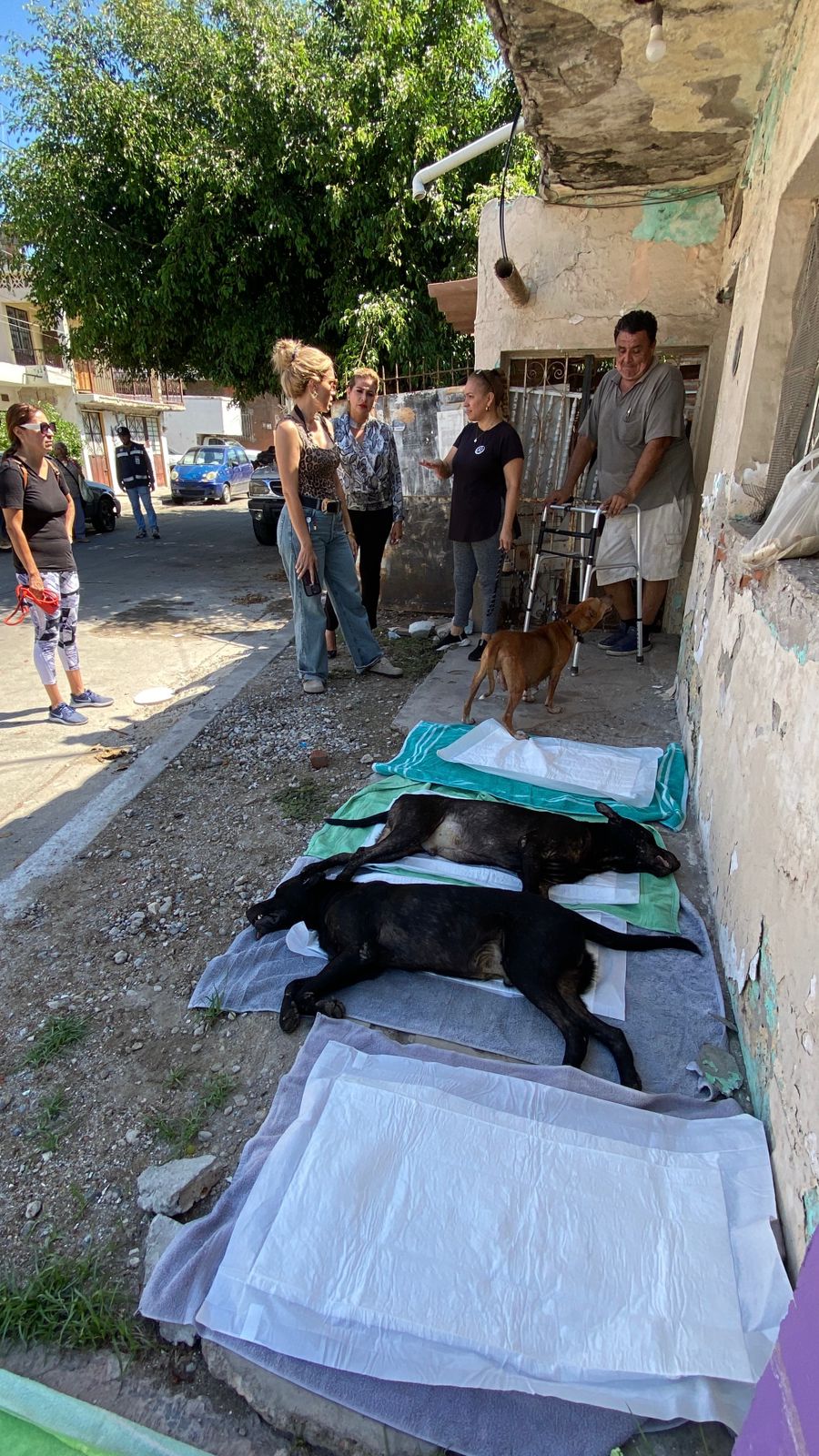 Lee más sobre el artículo Dan Seguimiento al Caso de Perritos Encerrados en la colonia de Mazatlán
