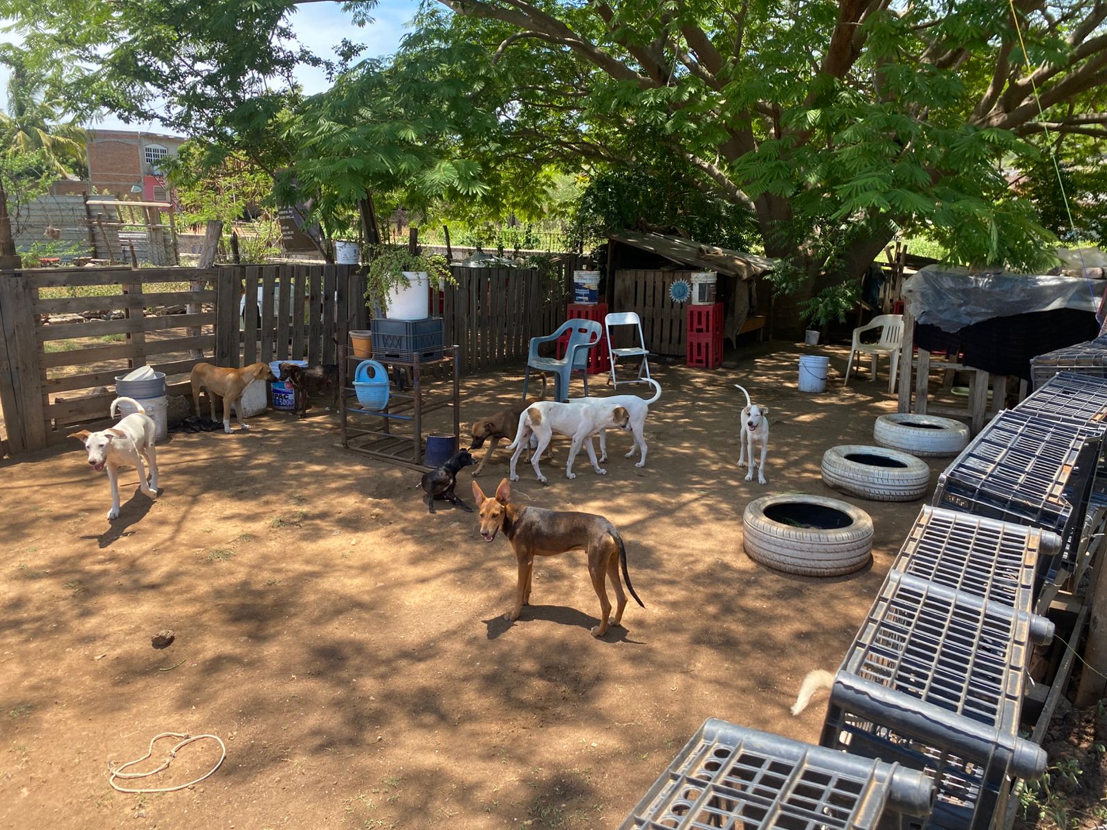 Lee más sobre el artículo Llevan Alimento a Perros Rescatados en Santa Fe