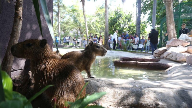 Inauguran «La Casa del Capibara» en Gran Acuario Mazatlán