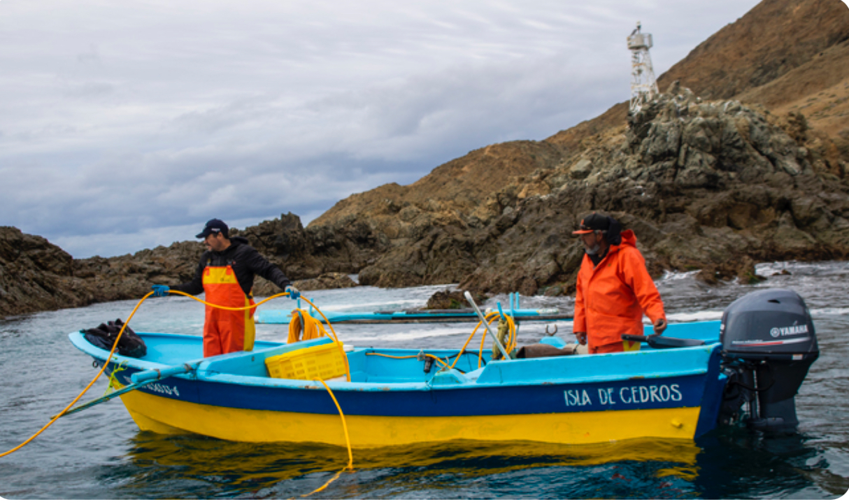 Lee más sobre el artículo Decomisan más de 4 mil toneladas de producto pesquero ilegal