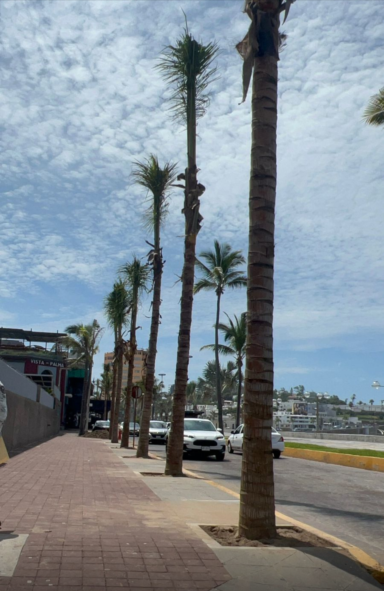 Lee más sobre el artículo Colocan palmeras en Olas Altas