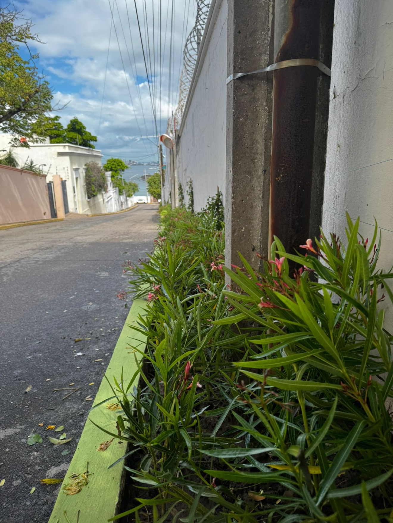 Lee más sobre el artículo Embellecen Calle Observatorio del Cerro  de la Cruz