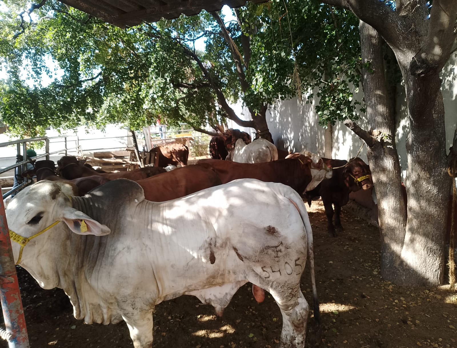 Lee más sobre el artículo Reciben Ganaderos de Mazatlán Sementales para Mejoramiento Genético