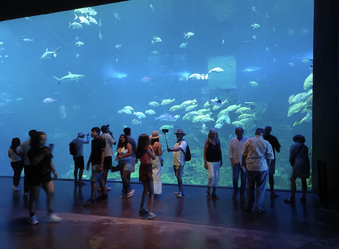 Lee más sobre el artículo Visitantes de cruceros se enamoran del Gran Acuario