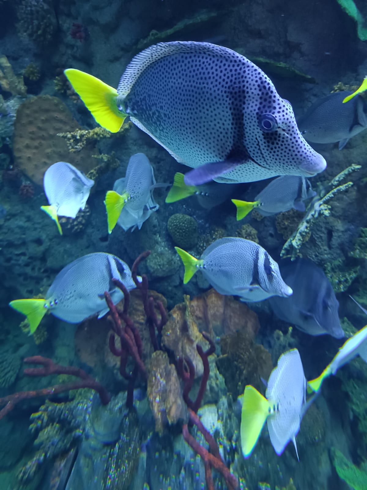 Lee más sobre el artículo Gran Acuario Mazatlán «se Pone Bello» Baja su Entrada a 200 Pesos
