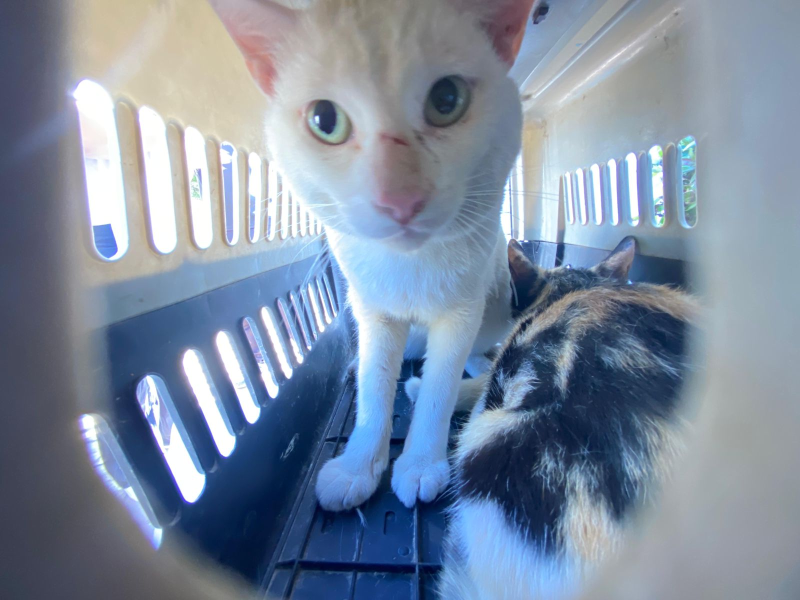 Gobierno de Rosario Realiza Esterilización Gratuita