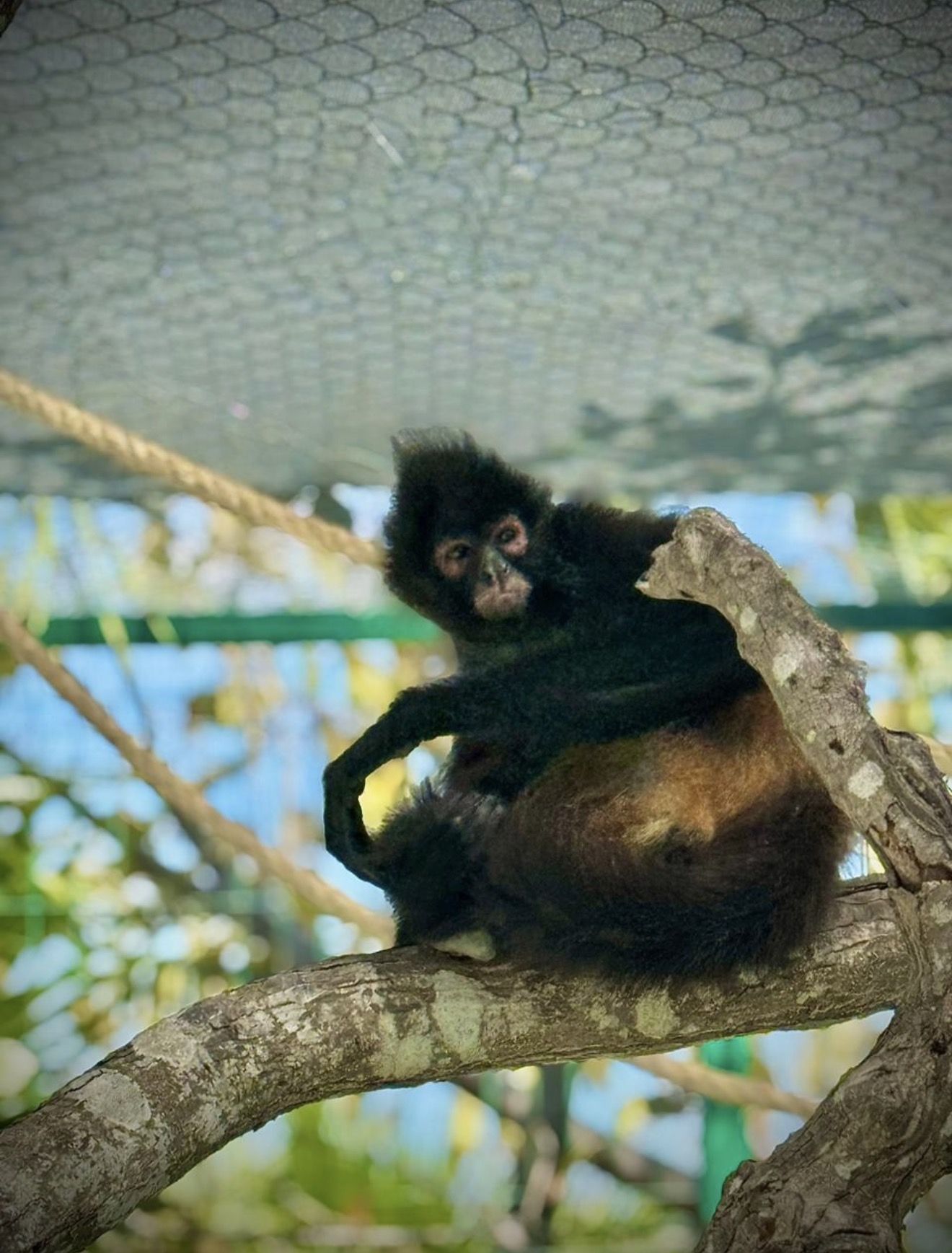 Lee más sobre el artículo Mono Araña estrena hábitat en el Gran Acuario Mazatlán