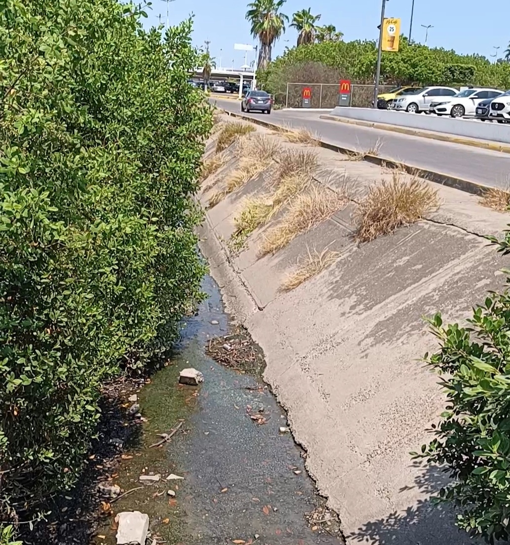 Vecinos Denuncian «Taponamiento» por Mangle en Canal Pluvial