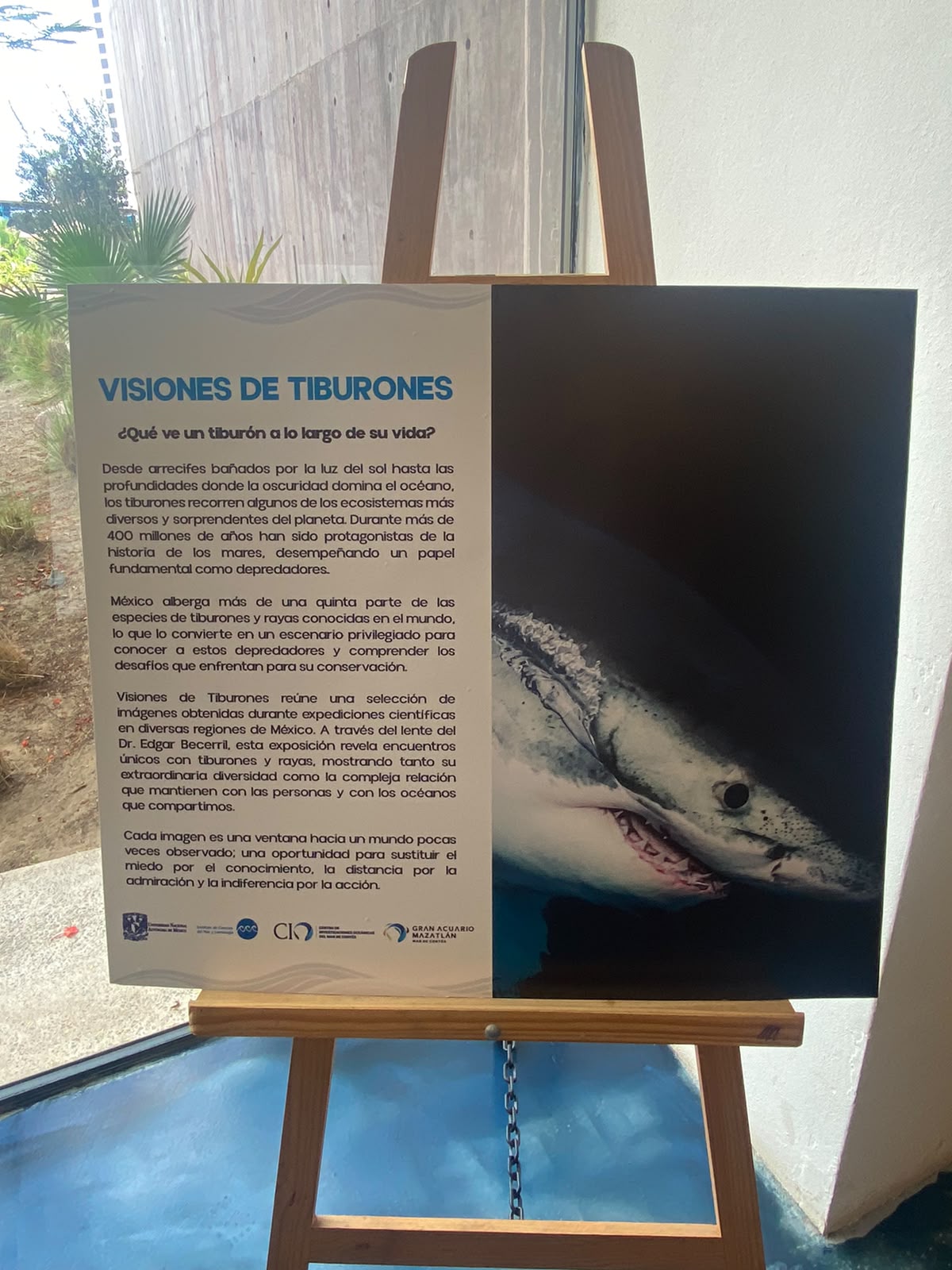 Gran Acuario Exhibe «Visiones de Tiburón»