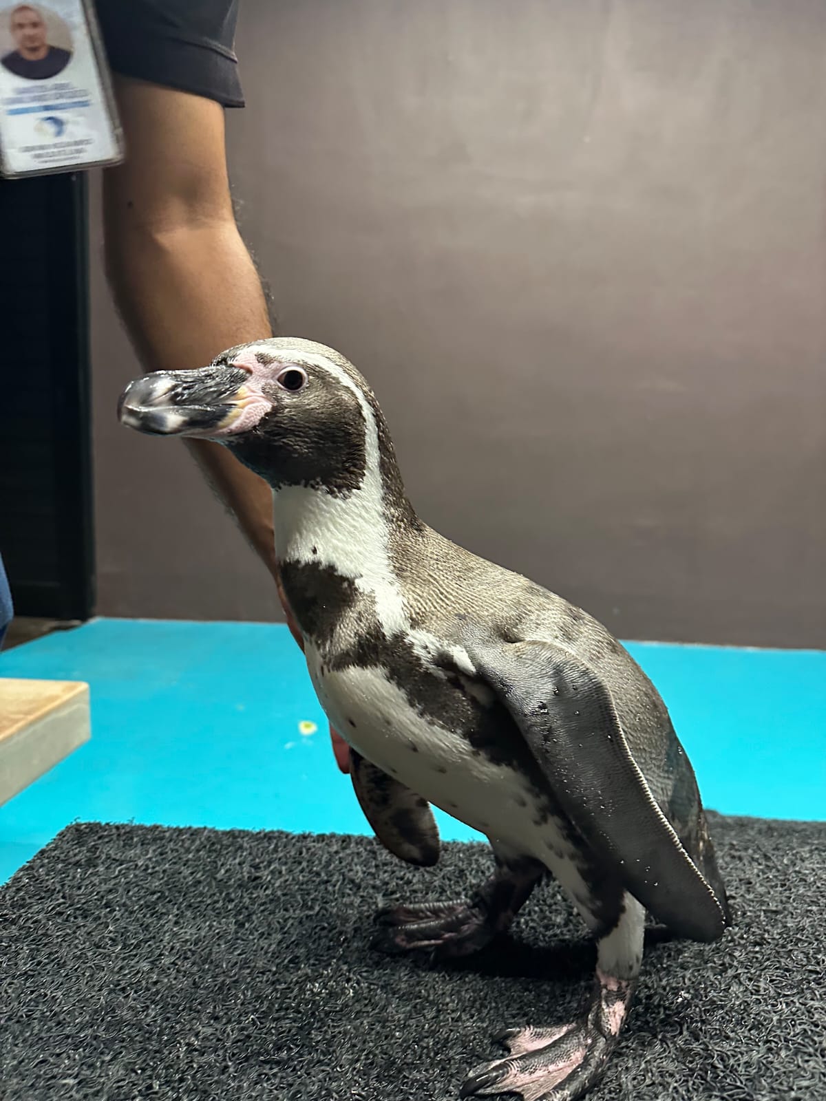 Capibaras y Pingüinos, los favoritos en Gran Acuario Mazatlán