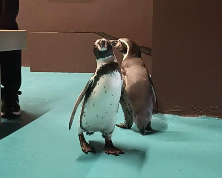 NOVEDAD: Interactúa con los Pingüinos en Gran Acuario Mazatlán