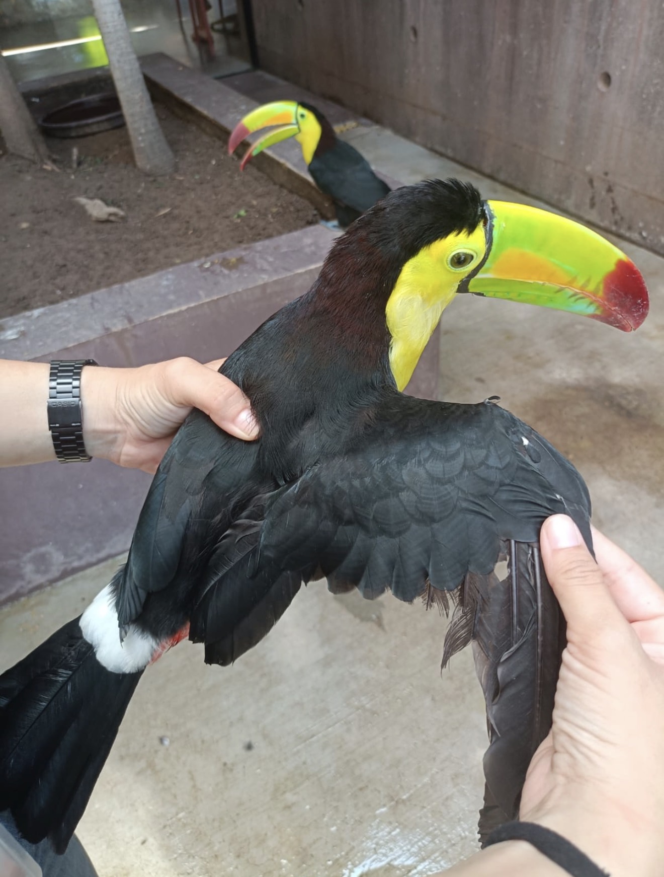 Conoce a Mango, un Tucán rescatado que quiere seguir volando