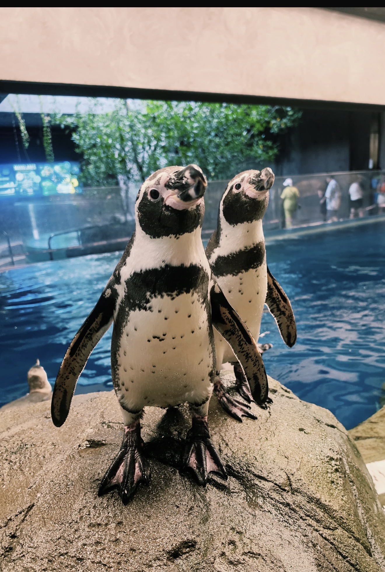 Lee más sobre el artículo Capibaras y pingüinos, conquistan a visitantes del Gran Acuario Mazatlán