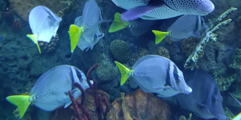 Gran Acuario Mazatlán «se Pone Bello» Baja su Entrada a 200 Pesos