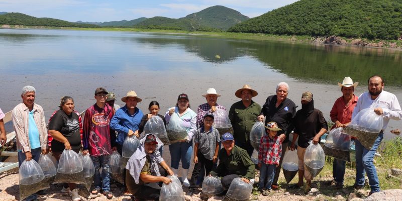 Siembran 1.5 millones de Alevines de Tilapia en la Presa El Sabinal