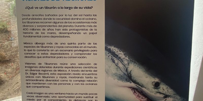 Gran Acuario Exhibe «Visiones de Tiburón»