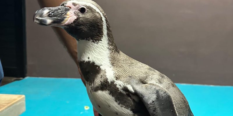 Capibaras y Pingüinos, los favoritos en Gran Acuario Mazatlán