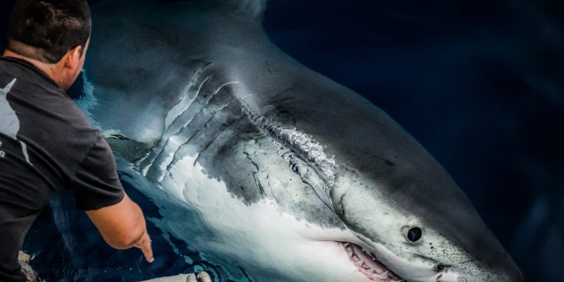 Gran Acuario Mazatlán reunirá ciencia, arte y conservación durante la Semana del Tiburón 2026