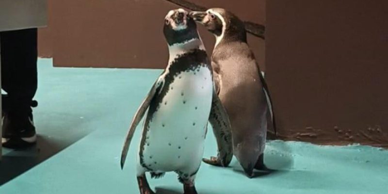 NOVEDAD: Interactúa con los Pingüinos en Gran Acuario Mazatlán